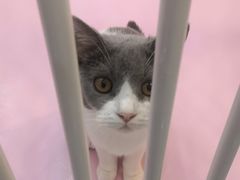 -爪爪喵星球·猫舍(前海卓越店)