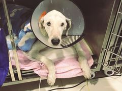 -申普宠物医院·心脏介入·心血管微创(总院)