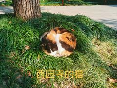 -西园戒幢律寺