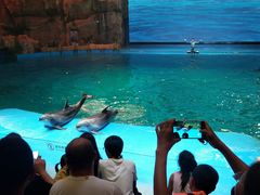 -芜湖新华联大白鲸海洋公园