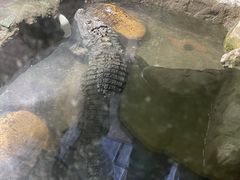 -上海大自然野生昆虫馆(东方明珠·爬宠昆虫探索中心)