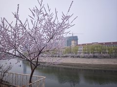-桃花堤公园