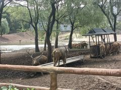 -沈阳森林动物园