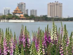 -顺峰山公园