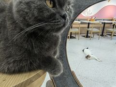 -喵园·猫主题咖啡厅·撸猫·猫咖(国贸店)