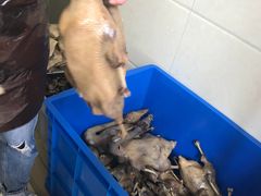 -正宗忘不了老鹅(梅岭店)
