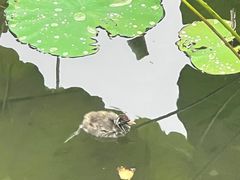 -荔湾湖公园