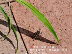 -青龙山国家森林公园