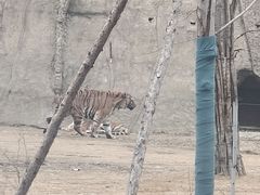 -秦皇岛野生动物园