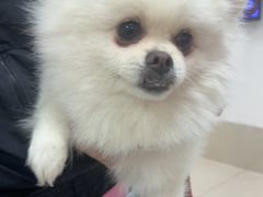 -北京观赏动物医院·24小时大型综合·猫专科·异宠专科