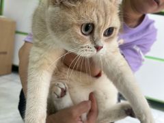 -唐小姐の猫狗洗护·购宠旗舰店(周浦万达店)