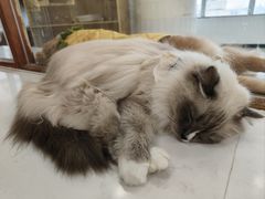 -共舞时光猫咖·狗咖(新街口店)