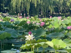 -莲花池公园