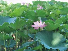 -莲花池公园