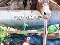 -元鼎宝驴香·全驴宴(江宁店)