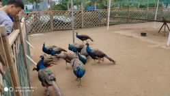 -萌宠亲子动物乐园(槐房万达店)