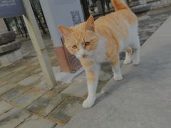 -四门塔风景区