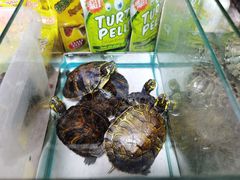 -万商花鸟市场