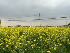 -莲花岛景区