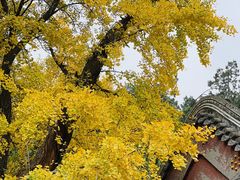 -香山公园