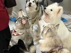 -星多哈·狗咖·拼豆·咖啡