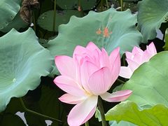 -荔湾湖公园