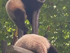 -都江堰中华大熊猫苑