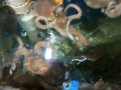 -蓝珊甄选海鲜自助·火锅大排档(近阿那亚店)