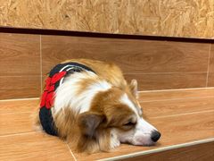 -和它·交个朋友·狗咖猫咖(爱琴海店)