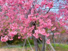 -天适樱花悠乐园