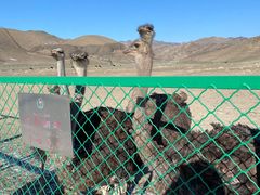 -新疆天山野生动物园