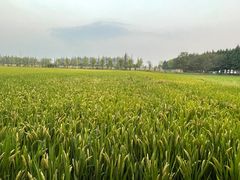 -嘉北郊野公园