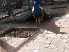 -长白岛森林公园