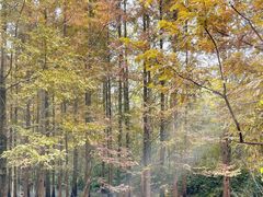 -桤木河湿地公园