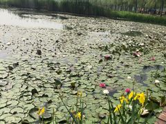 -微山湖红荷湿地景区