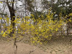 -元大都城垣遗址公园