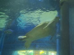 -北国之春国宴(乌兰察布店)