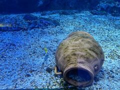 -海合安武汉极地海洋公园
