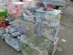 -中环花鸟鱼虫市场