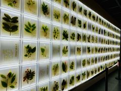 -广东中医药博物馆