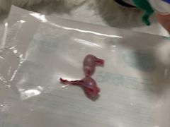 -灵美宠物诊所