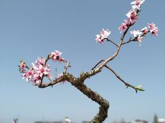 -南汇桃花村