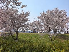 -羊山湖公园