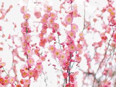 -贡湖湾湿地公园