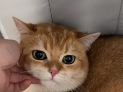 -汪喵宠物医院·骨科心脏影像·犬猫急重症ICU诊疗中心(成华分院)