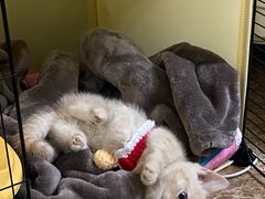 -欣宠猫屋·矮脚拿破仑·蓝金金渐层