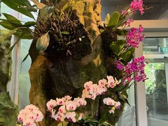 -新加坡植物园