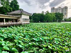 -荔湾湖公园