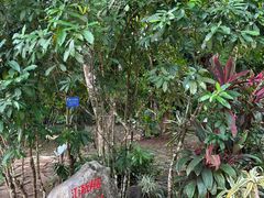 -中国科学院西双版纳热带植物园