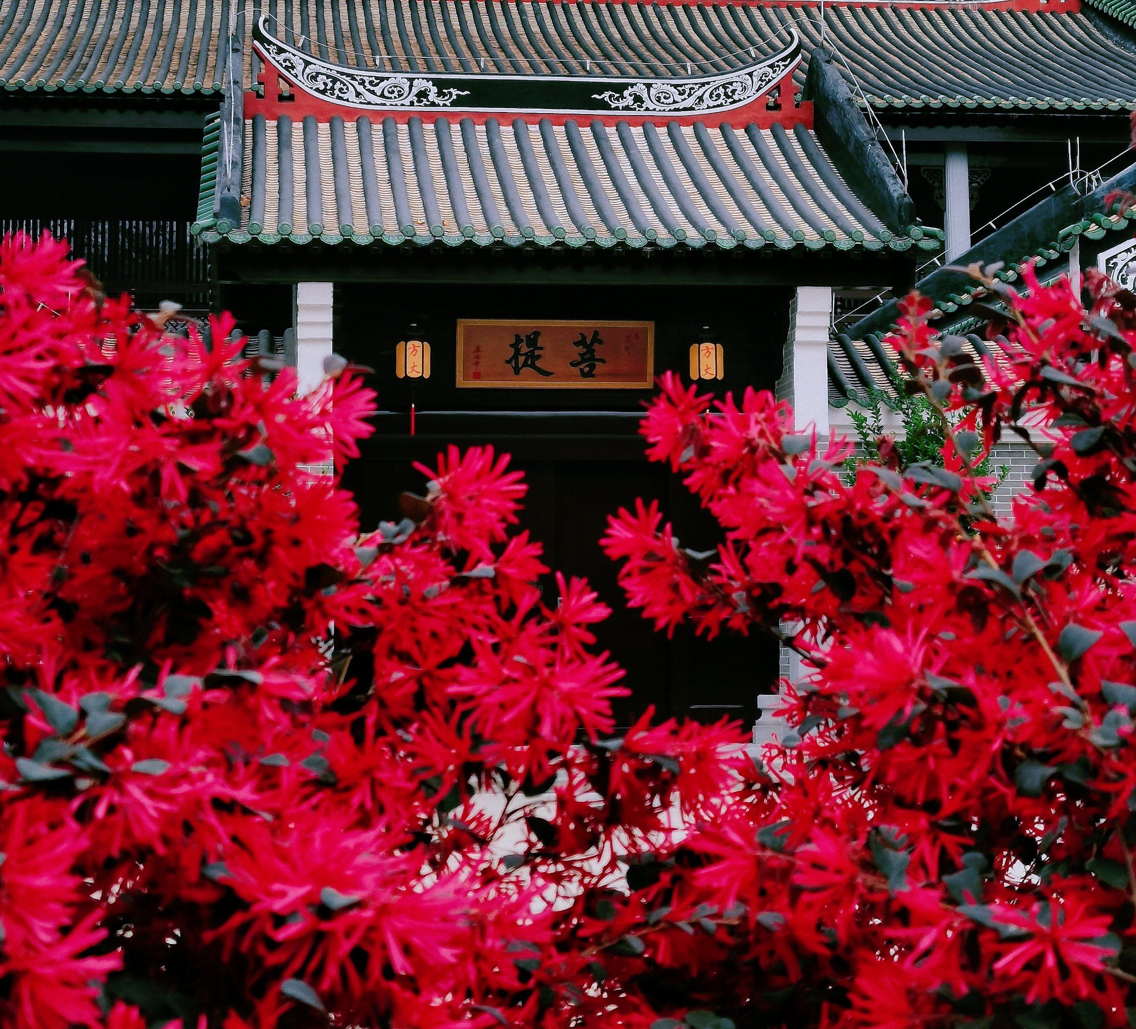 广州光孝寺|岭南第一古刹